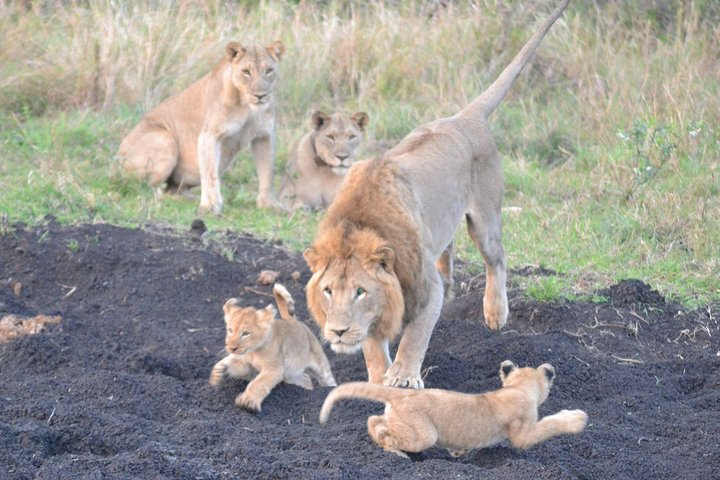 Pribe Male playing with cubs while Mom watches closely